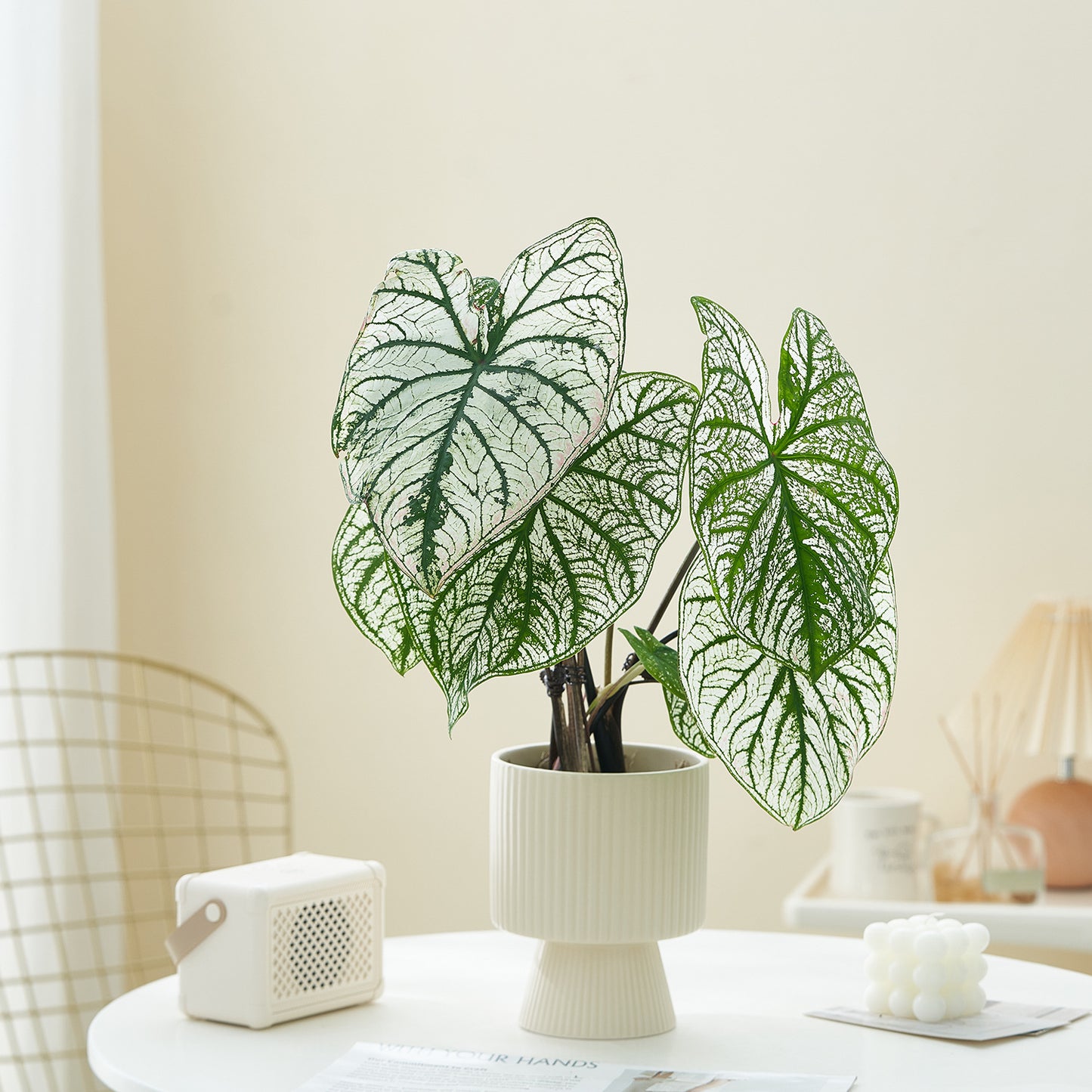 Vaso ceramica righe