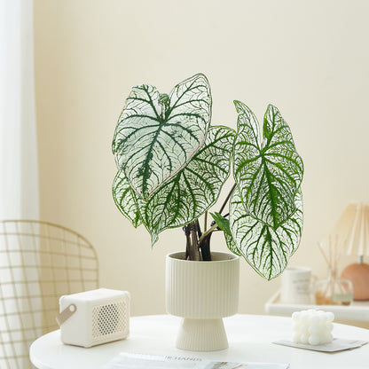 Vaso ceramica righe
