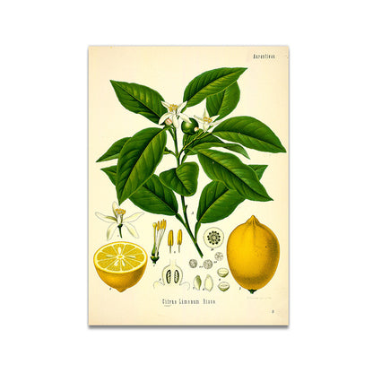 Stampa Botanica Retrò