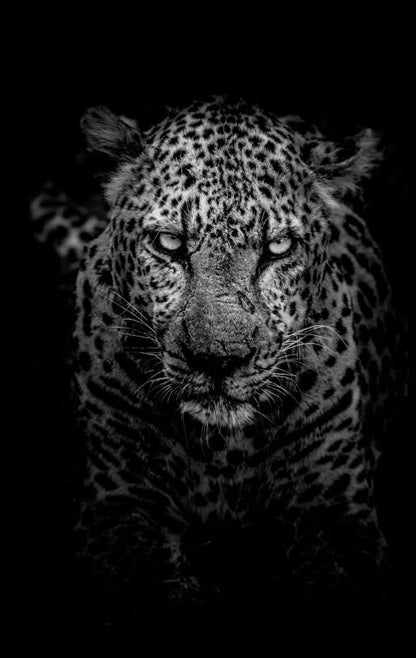 Stampa Animali