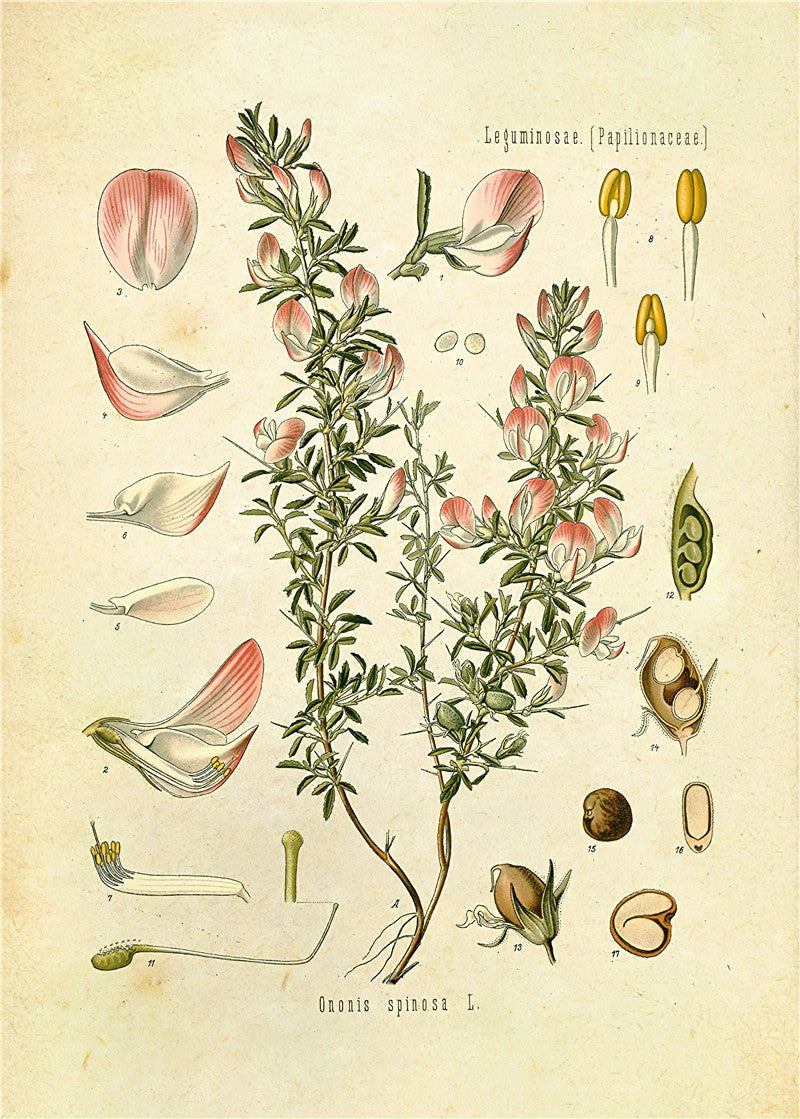 Stampa Botanica