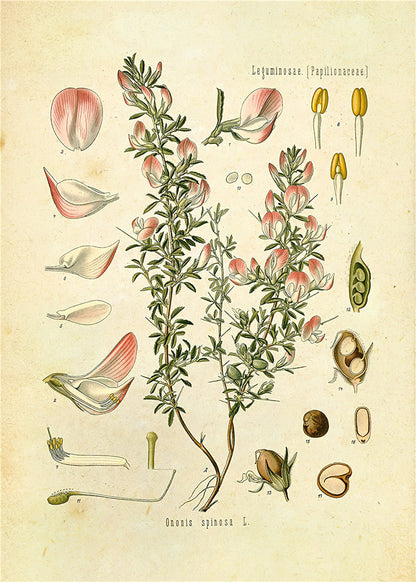 Stampa Botanica