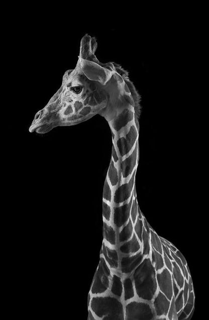 Tela Giraffa