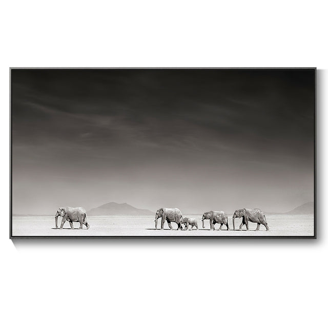 Poster elefante bianco nero