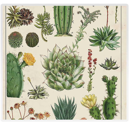 Quadro su tela Cactus e succulente