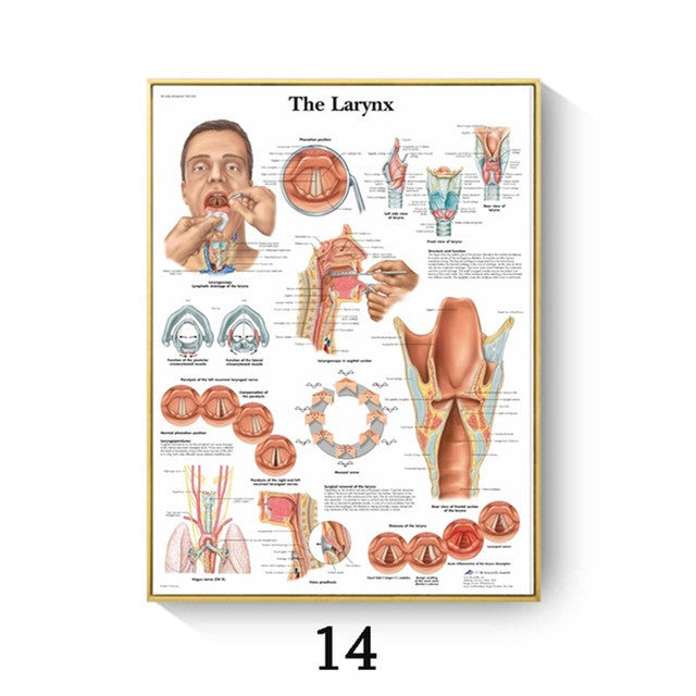 Quadro anatomico