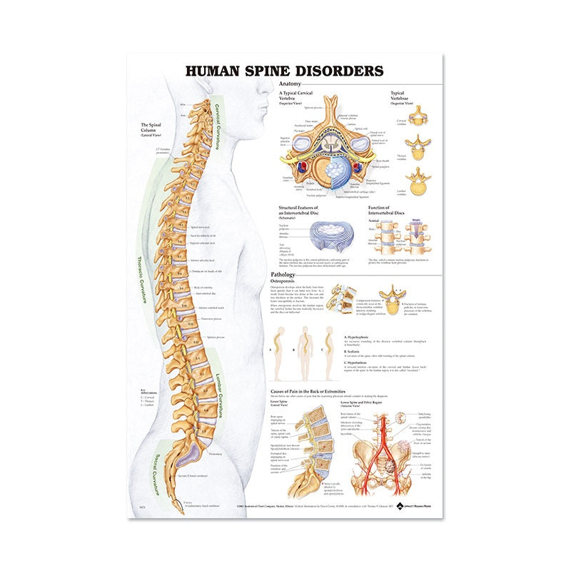 Poster Anatomico