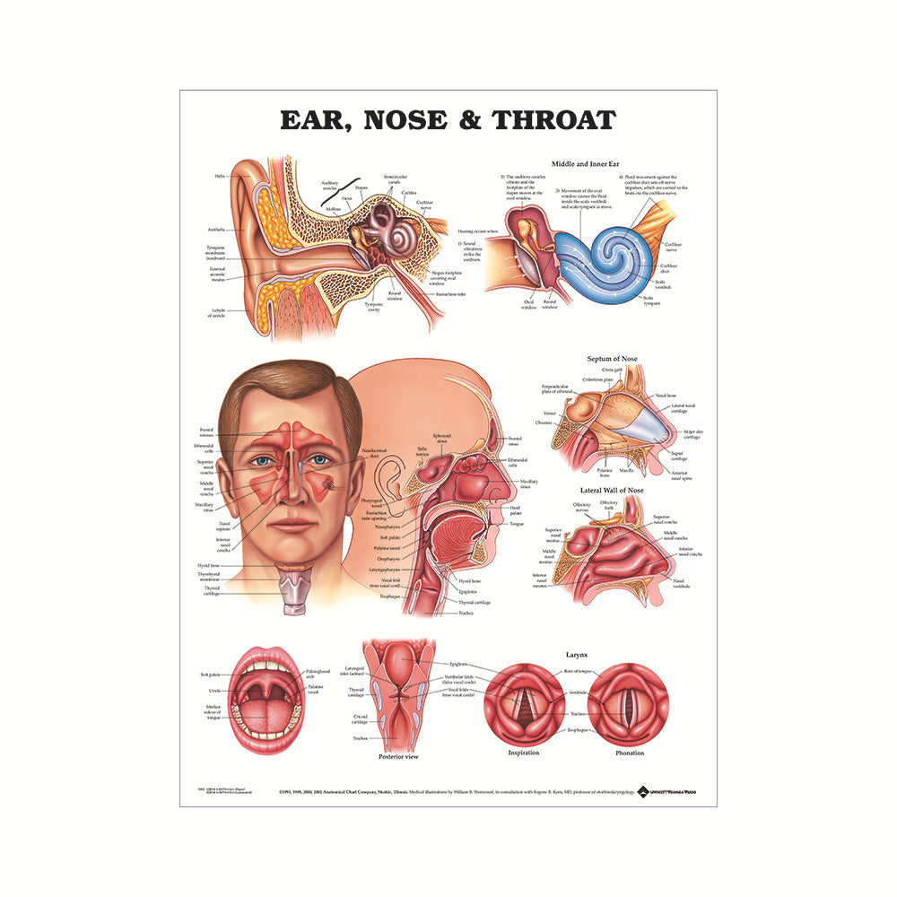 Poster educativo anatomia