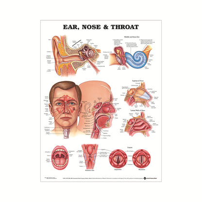 Poster educativo anatomia