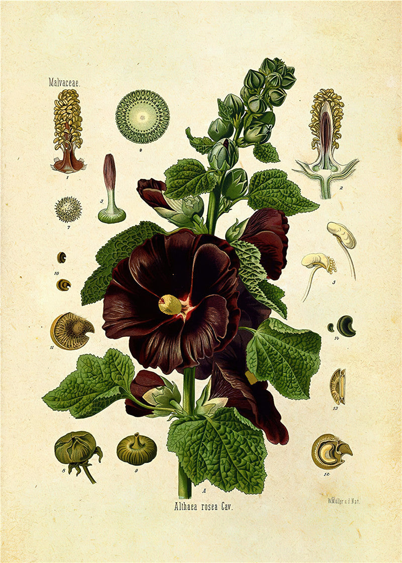 Stampa Botanica