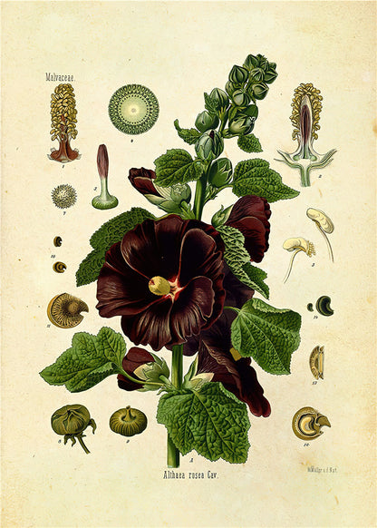 Stampa Botanica