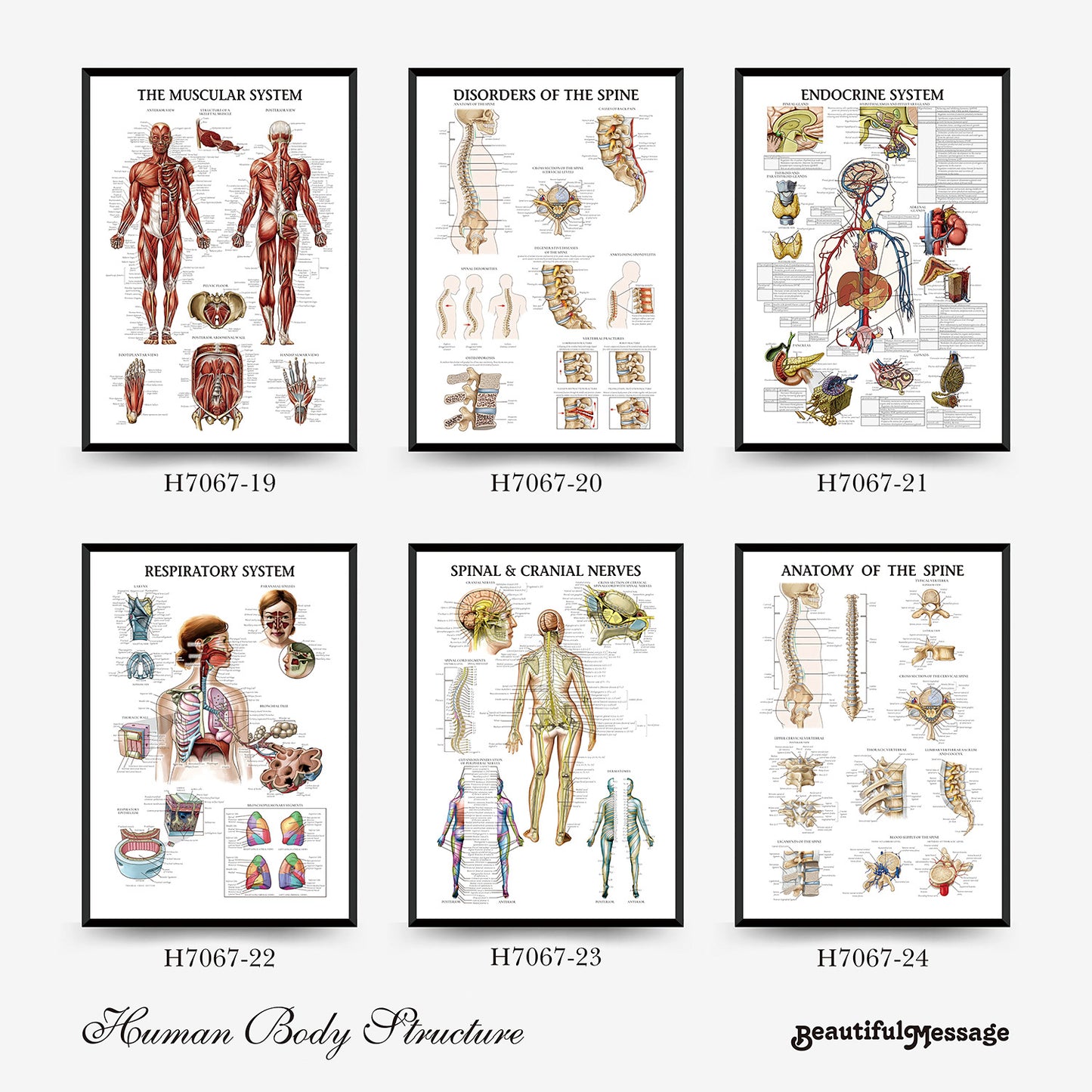 Quadro anatomia umana