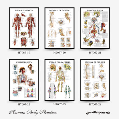 Quadro anatomia umana
