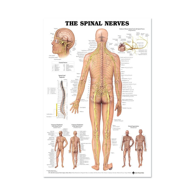 Poster Anatomico