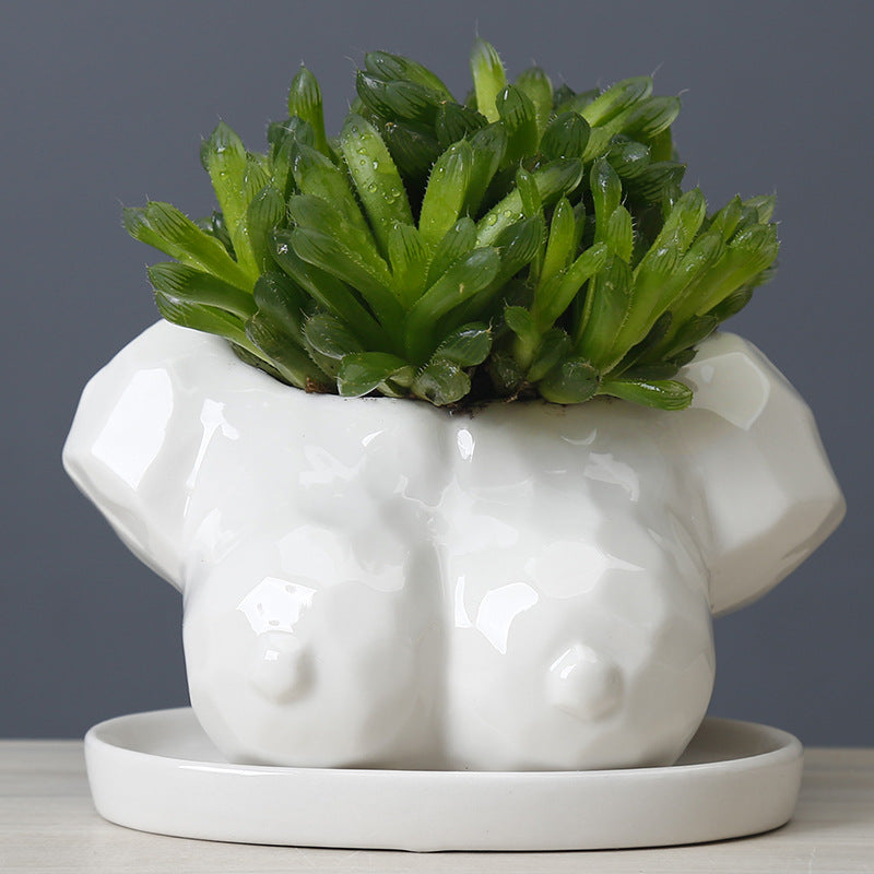 Vaso con succulente