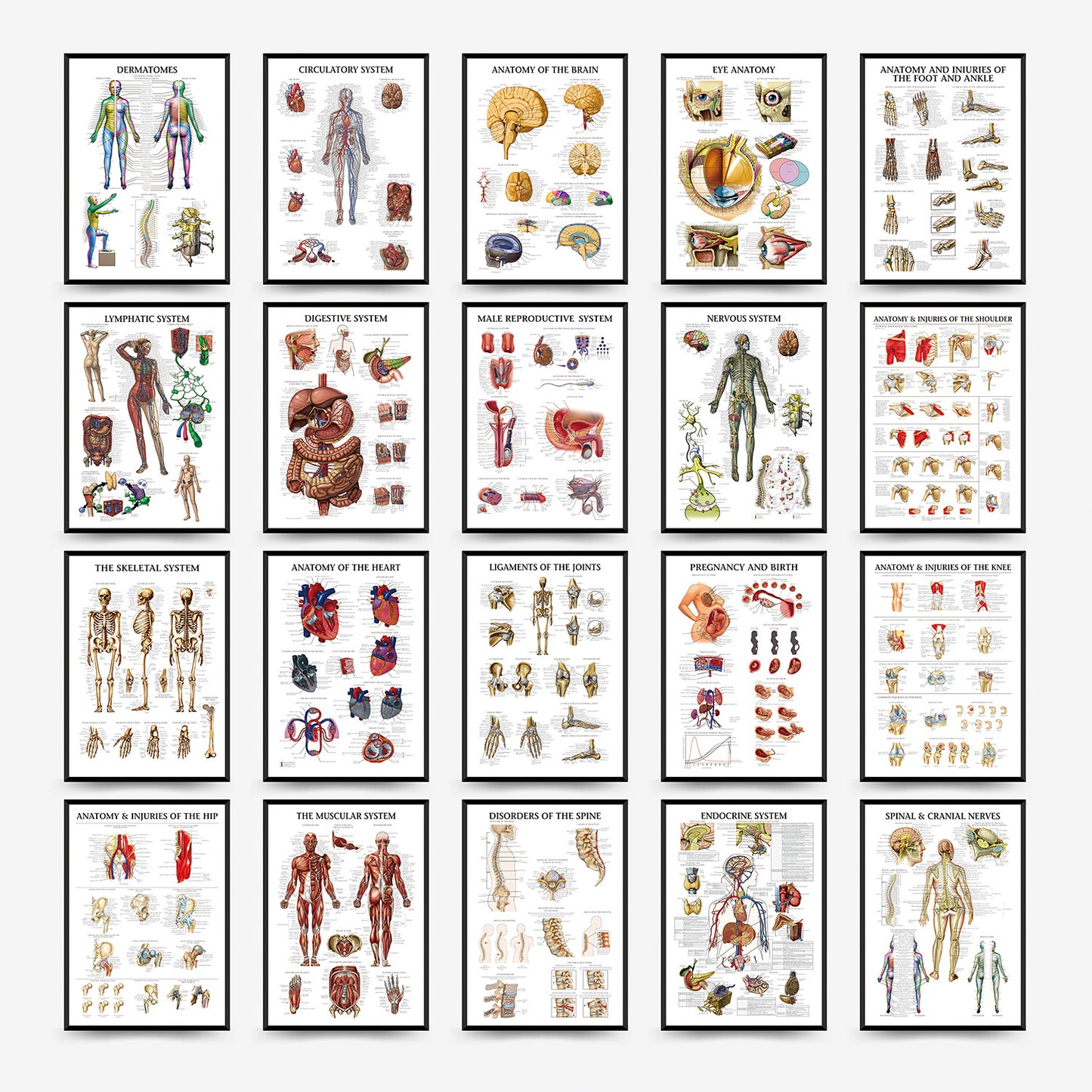 Quadro anatomia umana