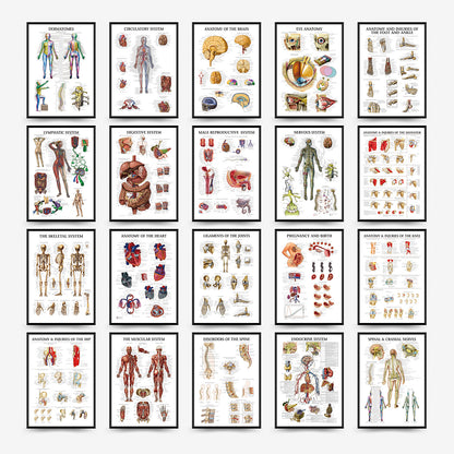 Quadro anatomia umana