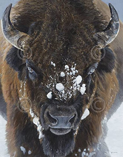 Poster fauna invernale