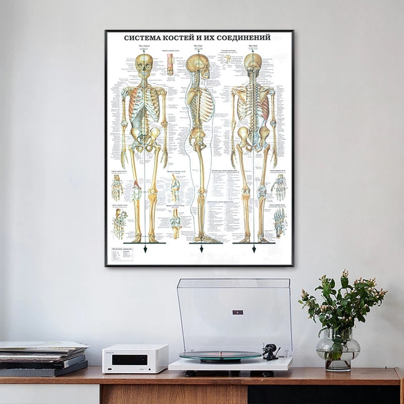 Tela anatomia umana