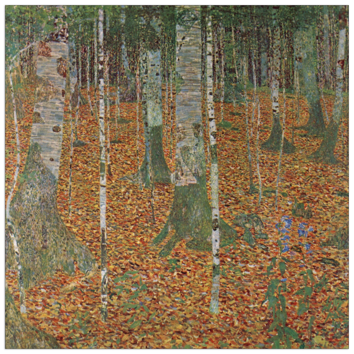 Birch Forest cm 70x70