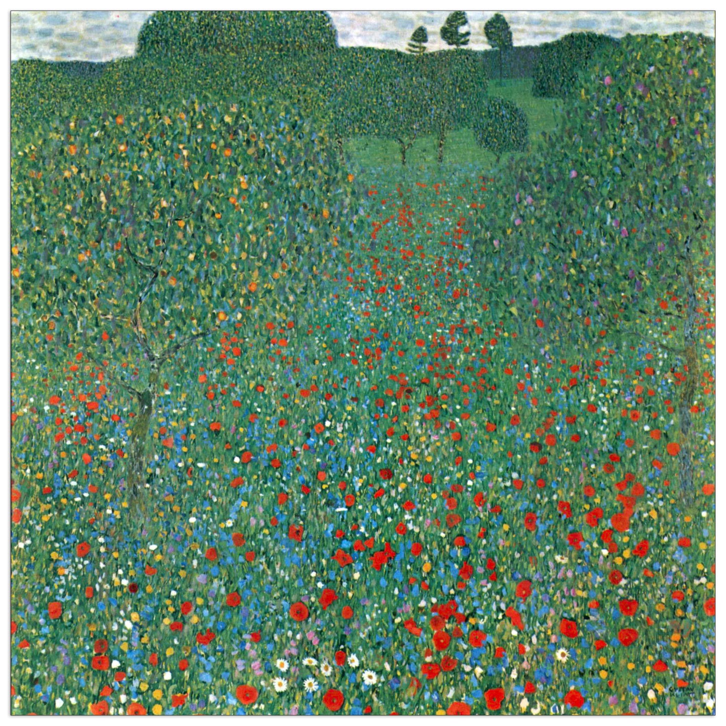 Poppy Field cm 50x50