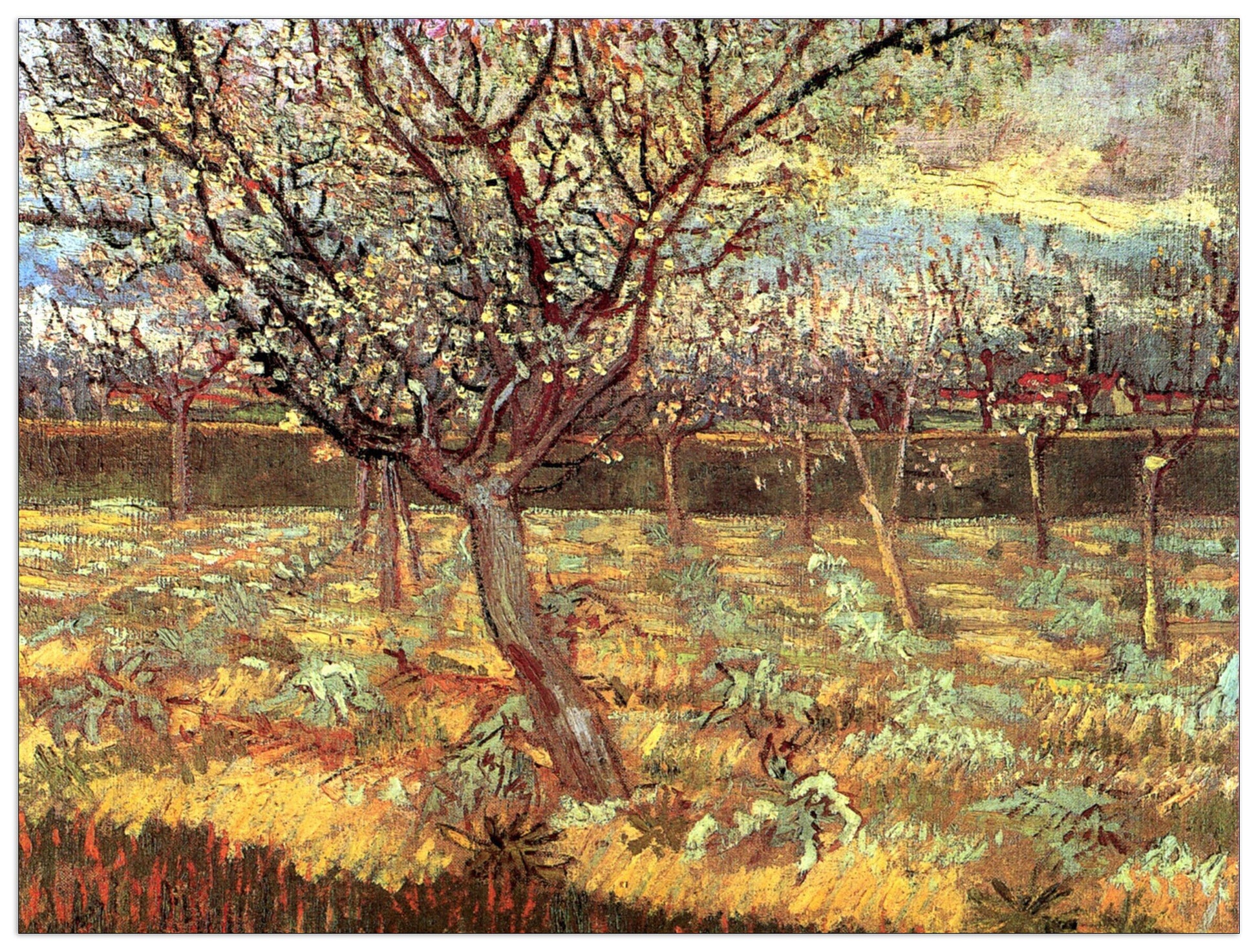Apricot Trees in Blossom II cm 80x60