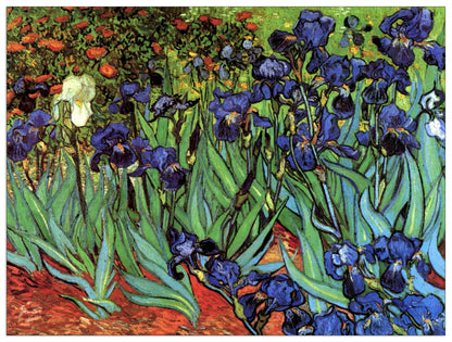 Irises cm 80x60