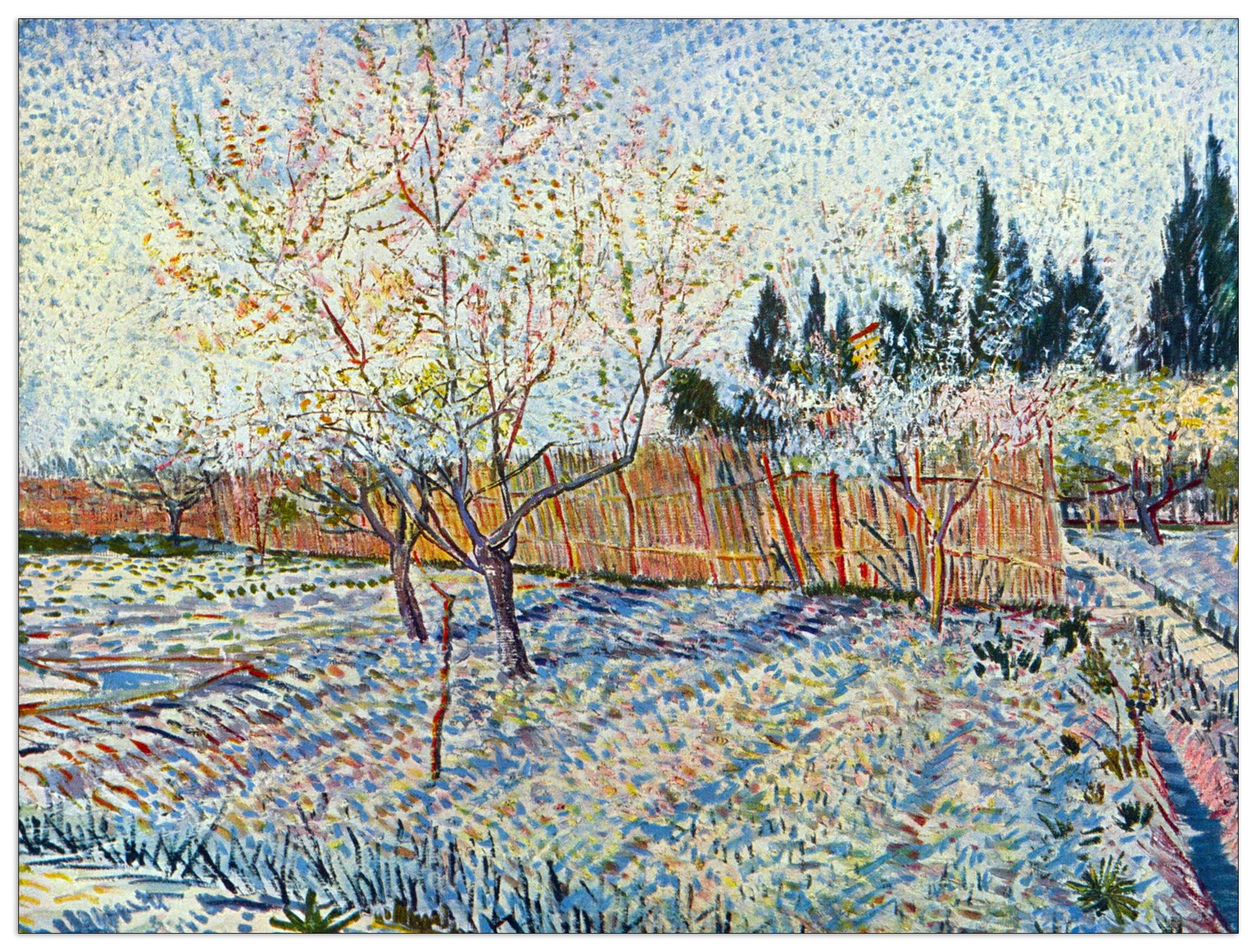 Orchard with cypress cm 120x90