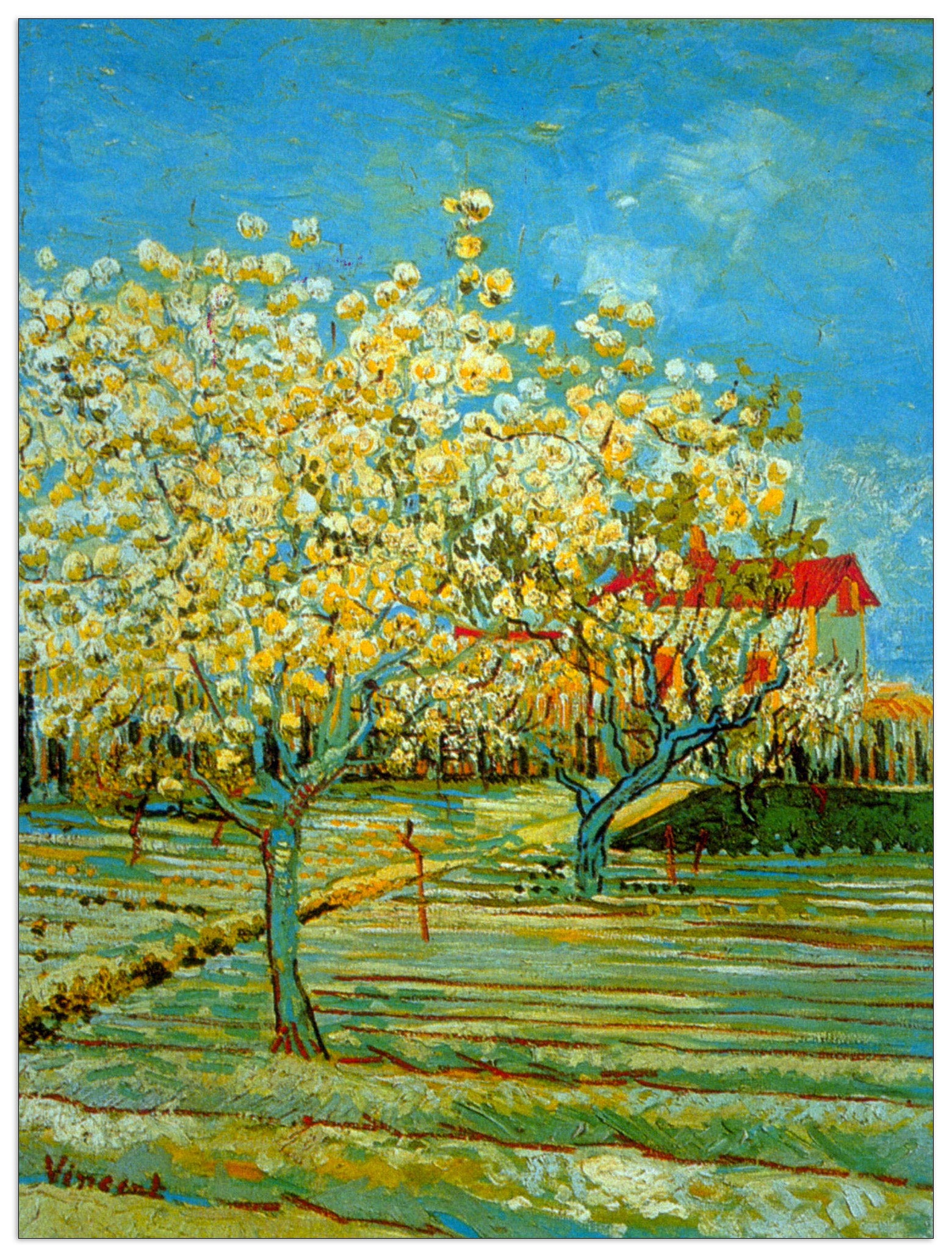 Orchard cm 90x120