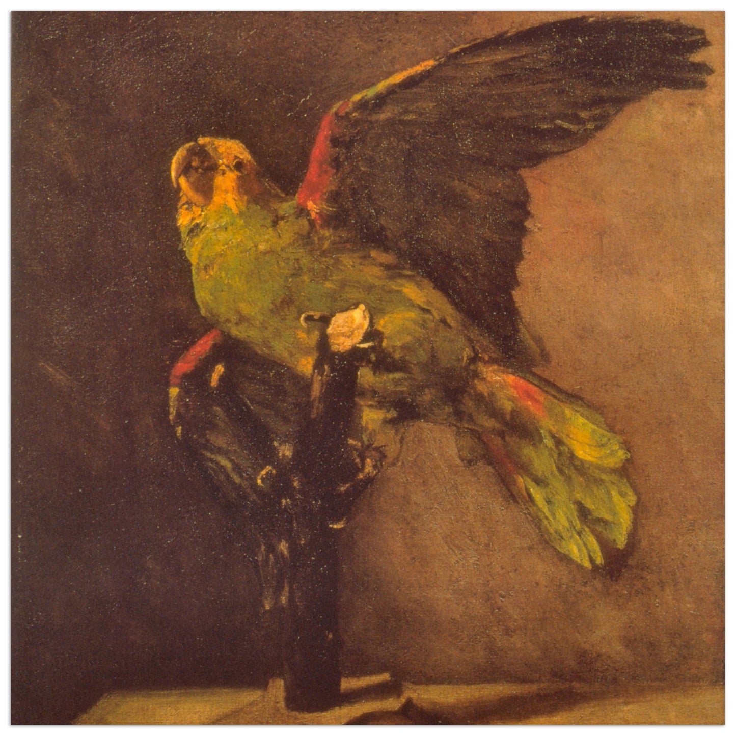 Parrot cm 50x50