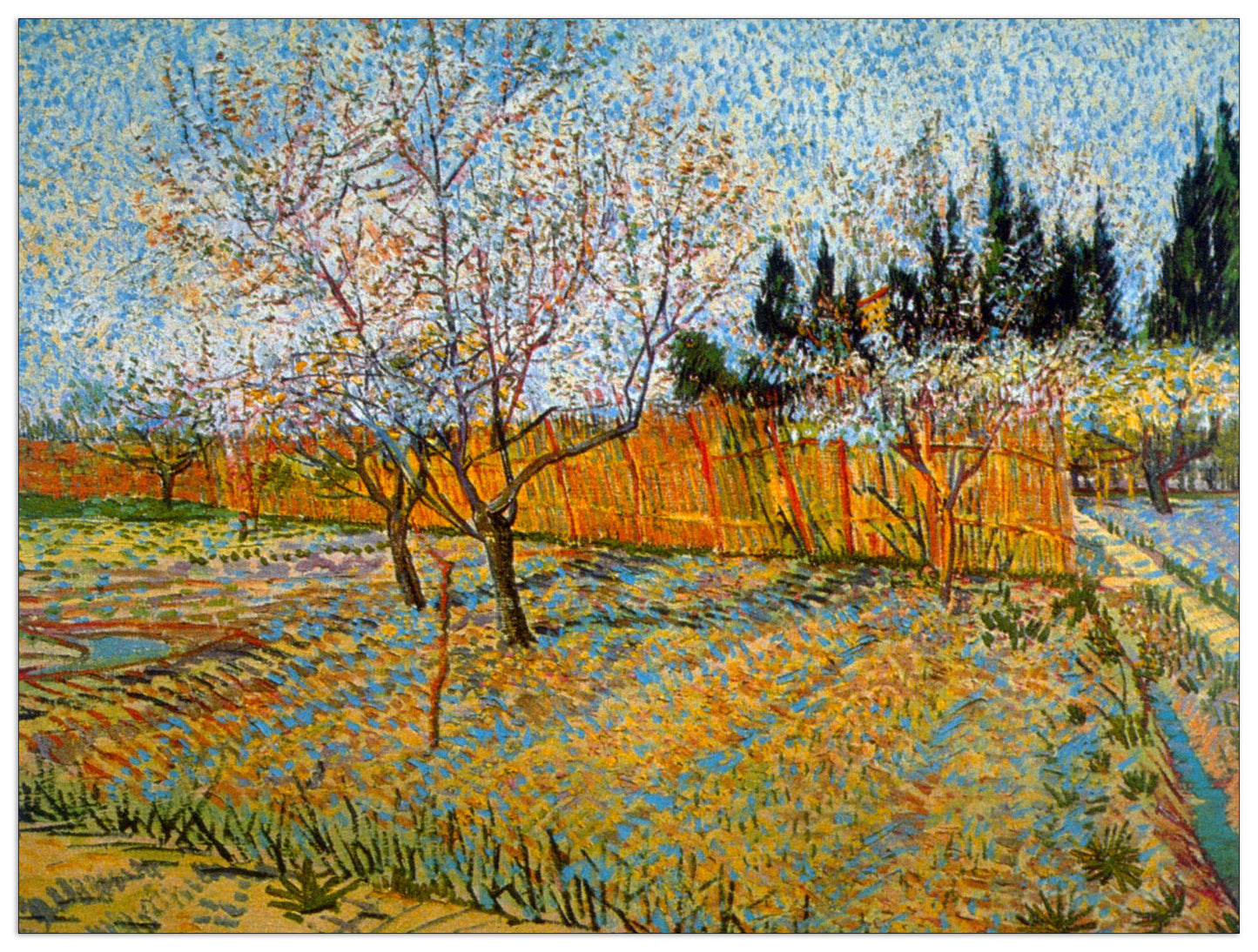 Peach Trees cm 80x60