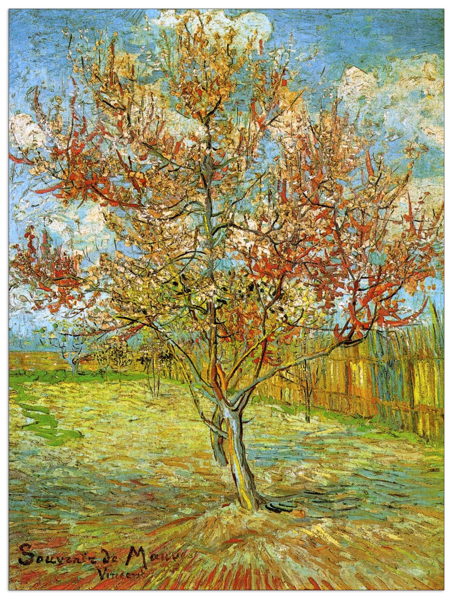 Pink Peach Tree in Blossom Reminiscence of Mauve cm 60x80