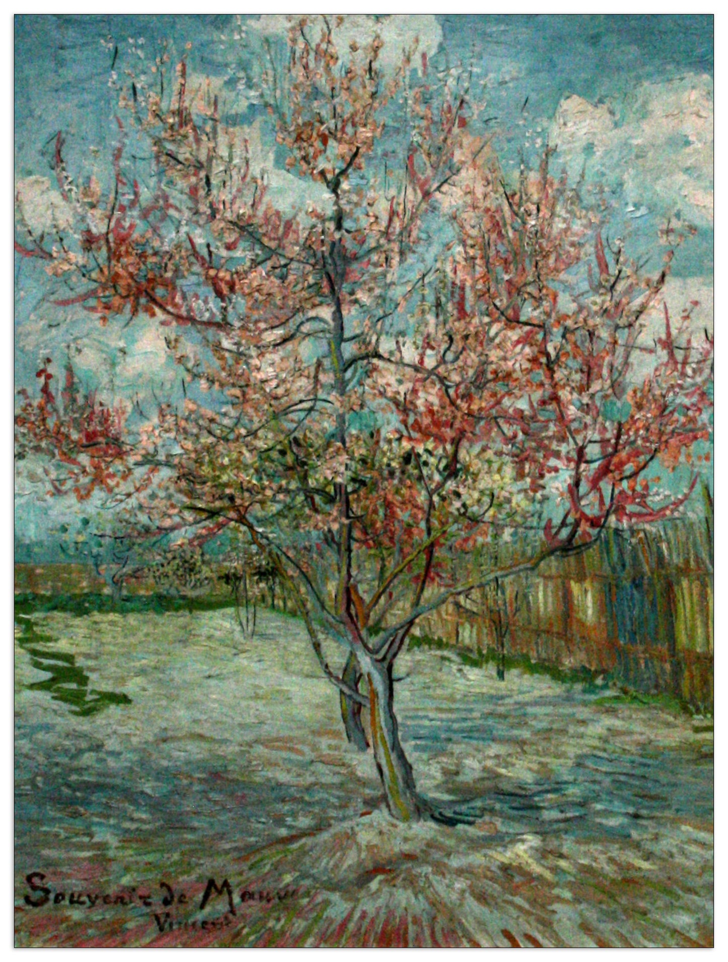 Pink Peach Trees Souvenir de Mauve cm 90x120
