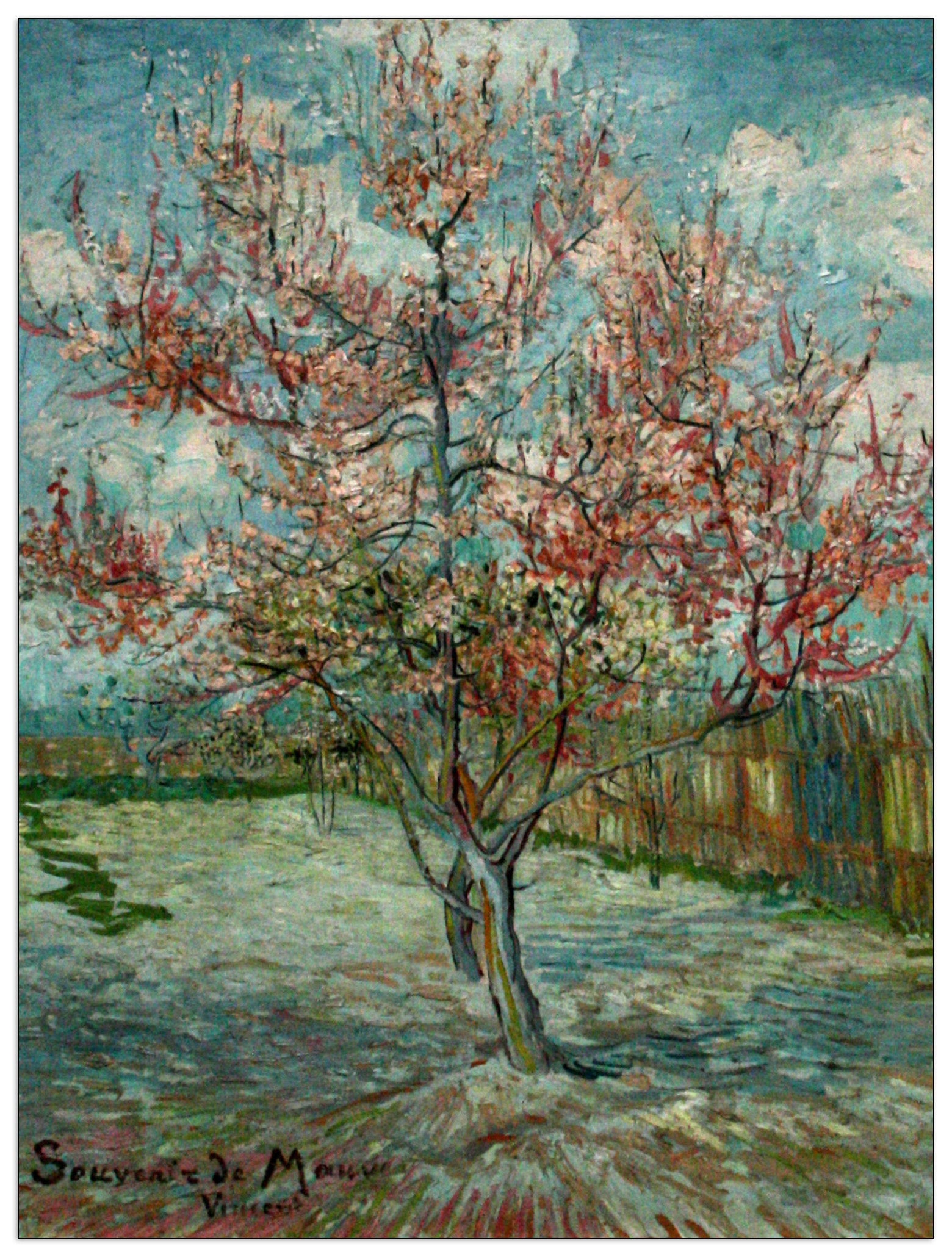 Pink Peach Trees Souvenir de Mauve cm 60x80