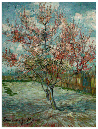Pink Peach Trees Souvenir de Mauve cm 60x80