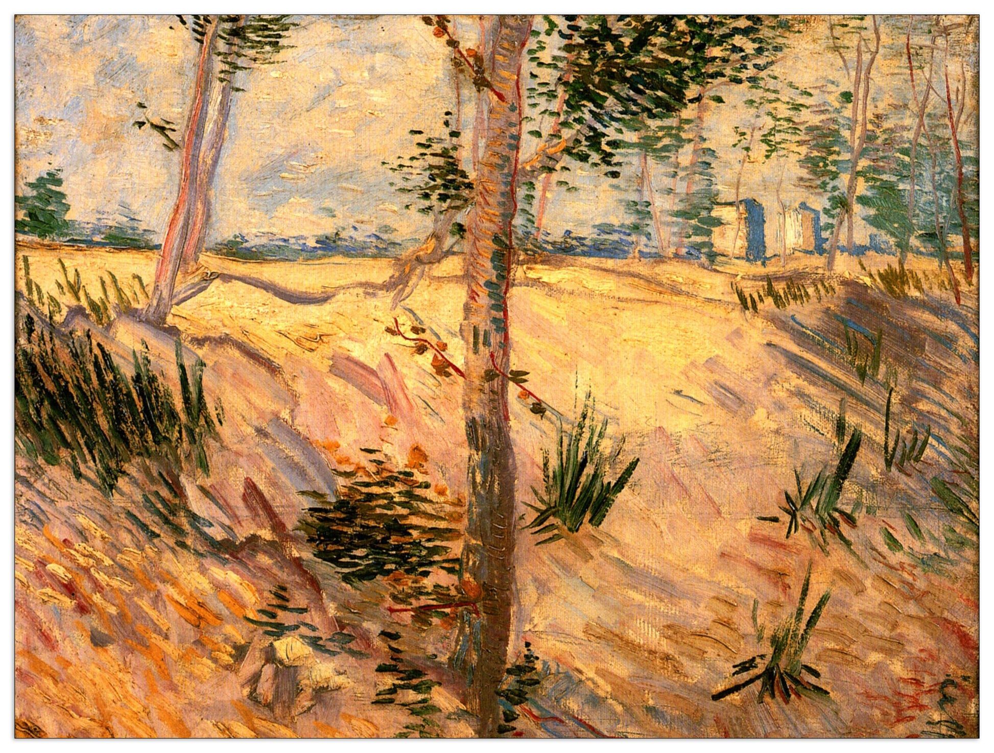 Trees in a Field on a Sunny Day cm 80x60