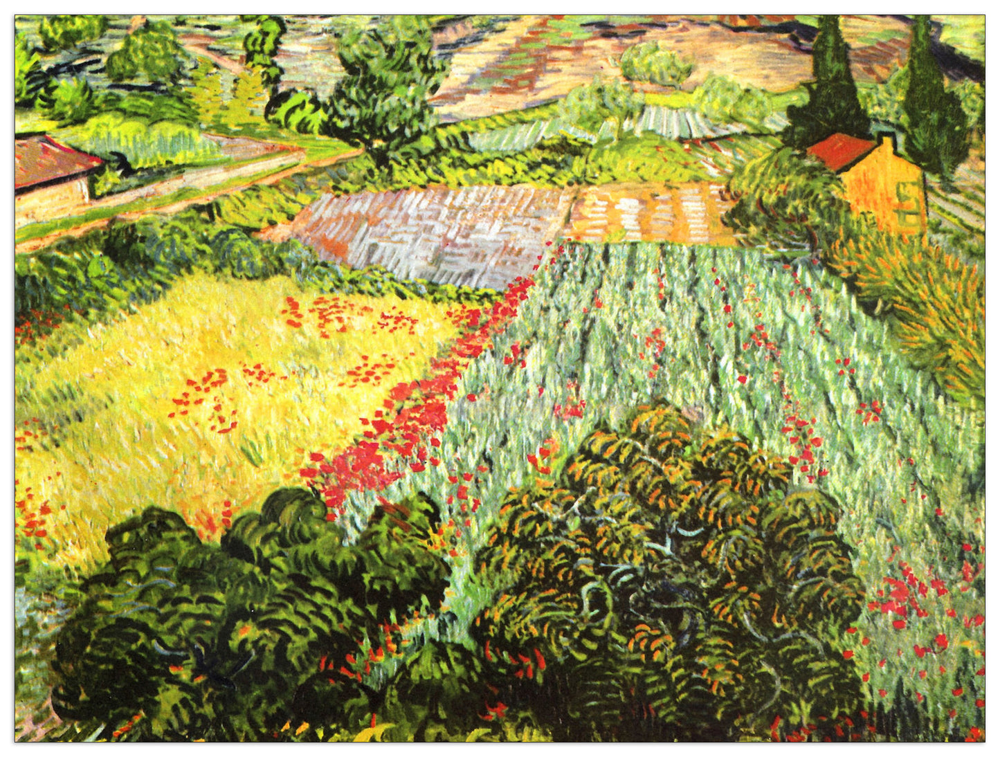 Blooming Field cm 80x60