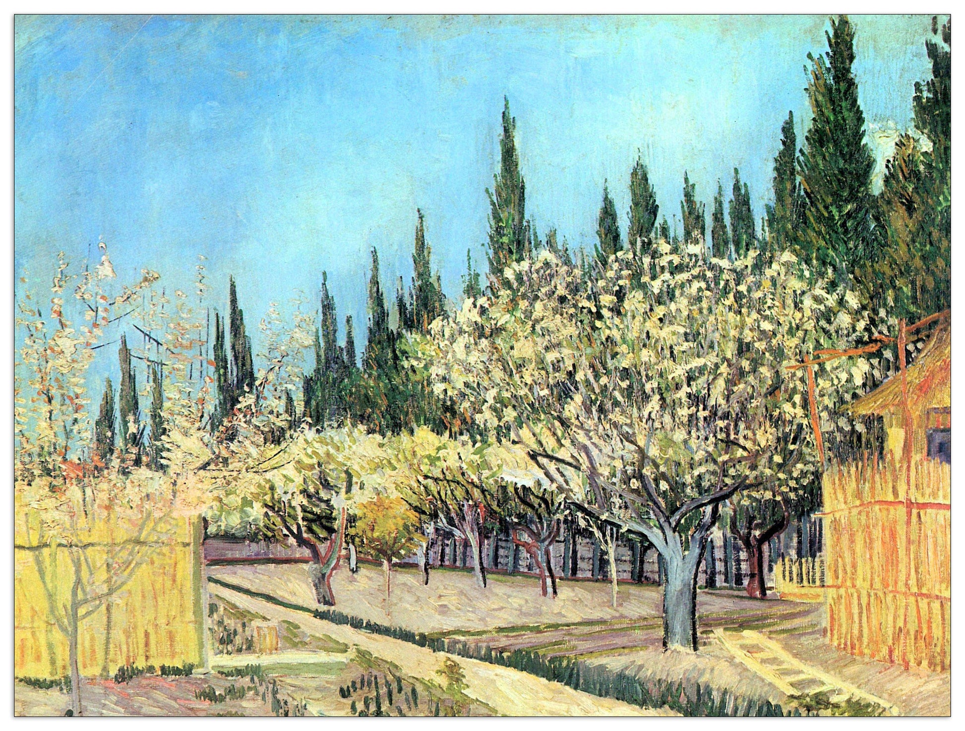 Flowering fruit garden, surrounded by cypress cm 80x60