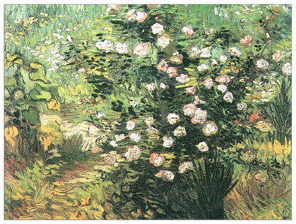 Flowering Rosebush cm 120x90