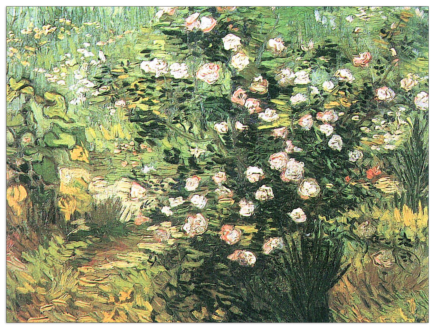 Flowering Rosebush cm 80x60