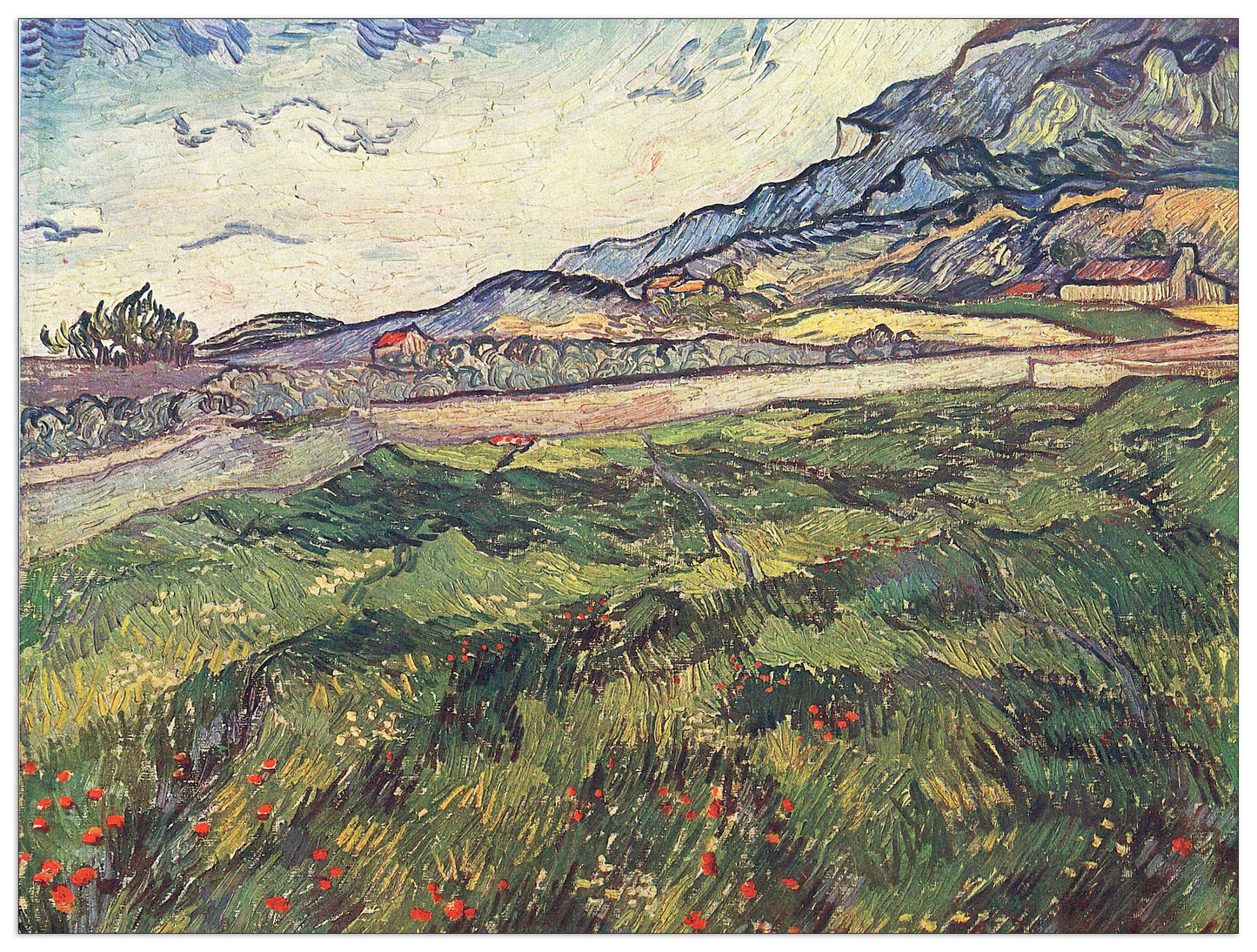 Green wheat field cm 80x60