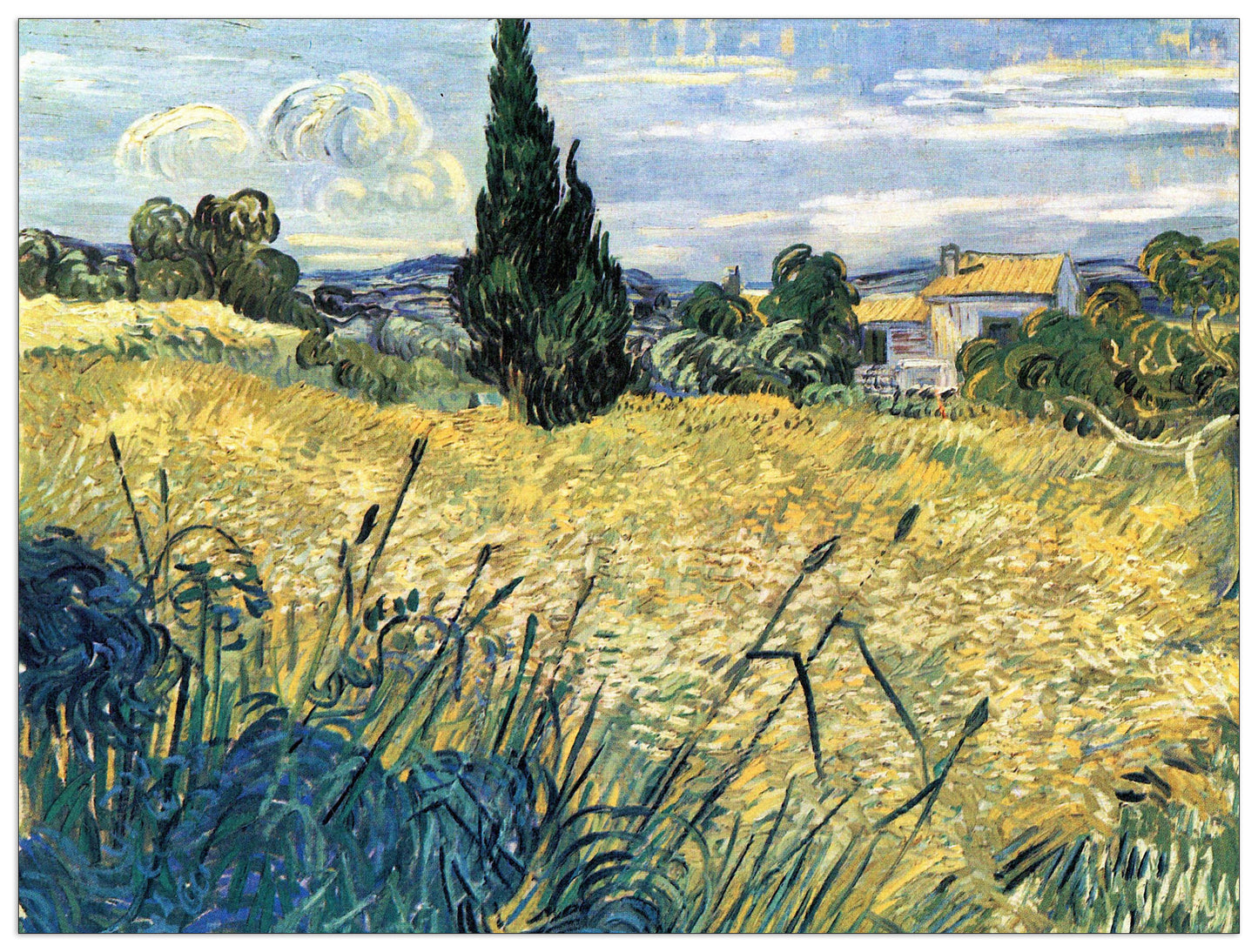 Green wheat field with cypress cm 80x60