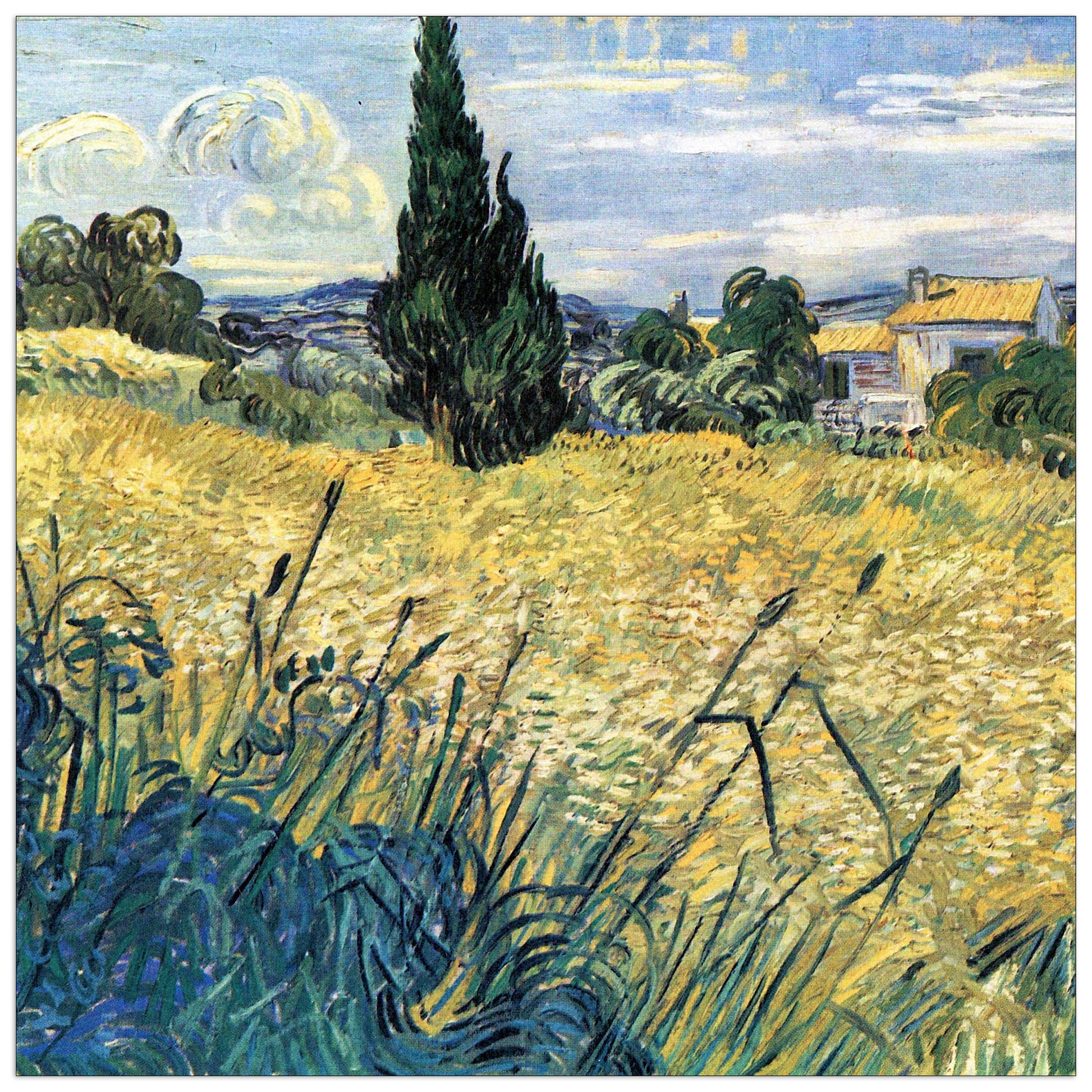 Green wheat field with cypress cm 30x30