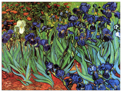 Irises cm 80x60