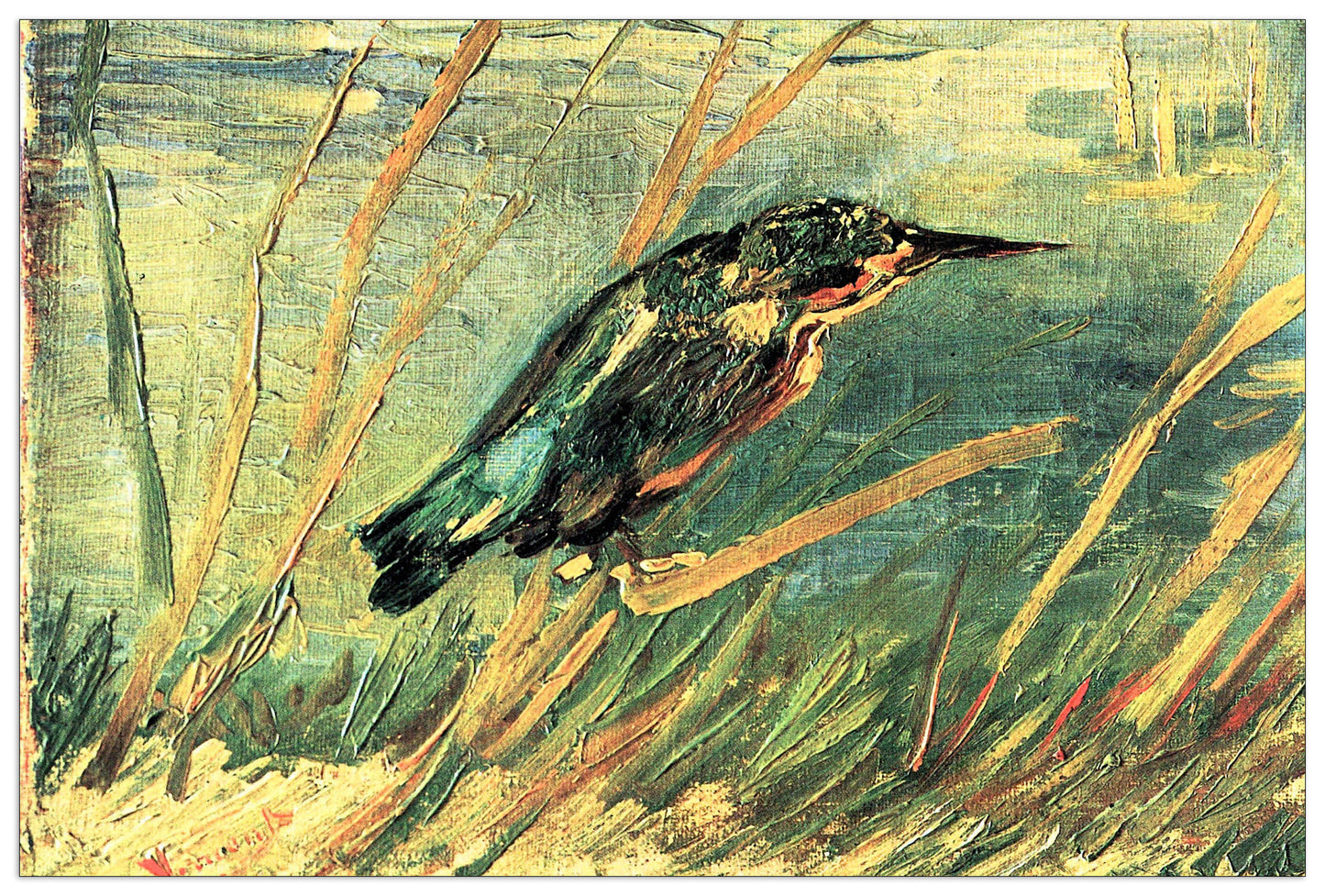 Kingfisher cm 135x90