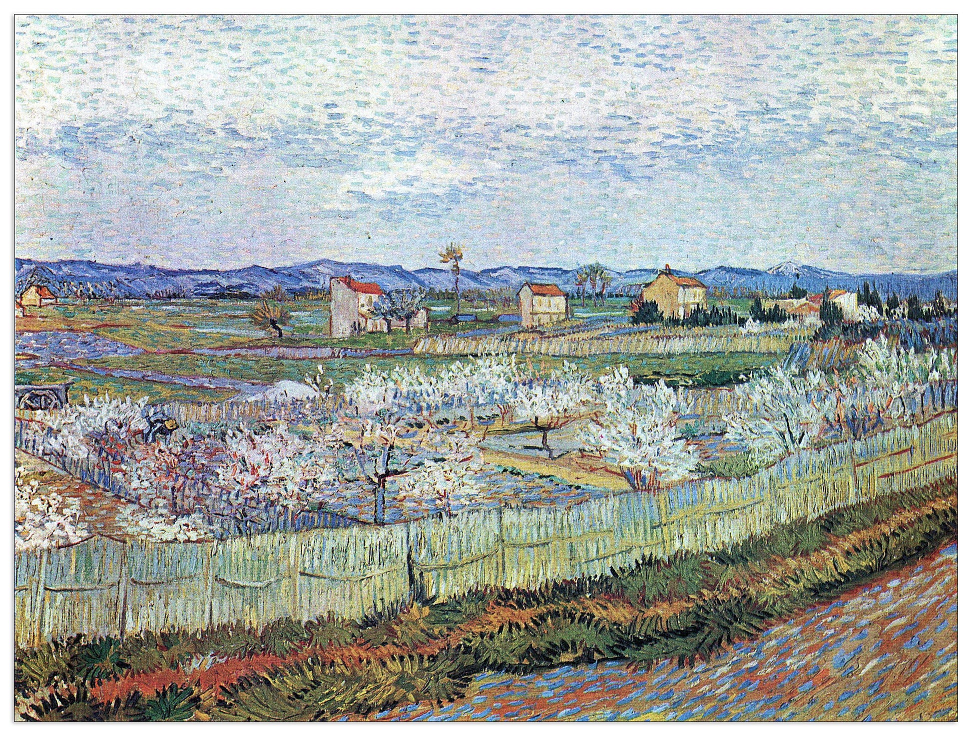 La Crau near Arles with blossoming peach trees cm 80x60
