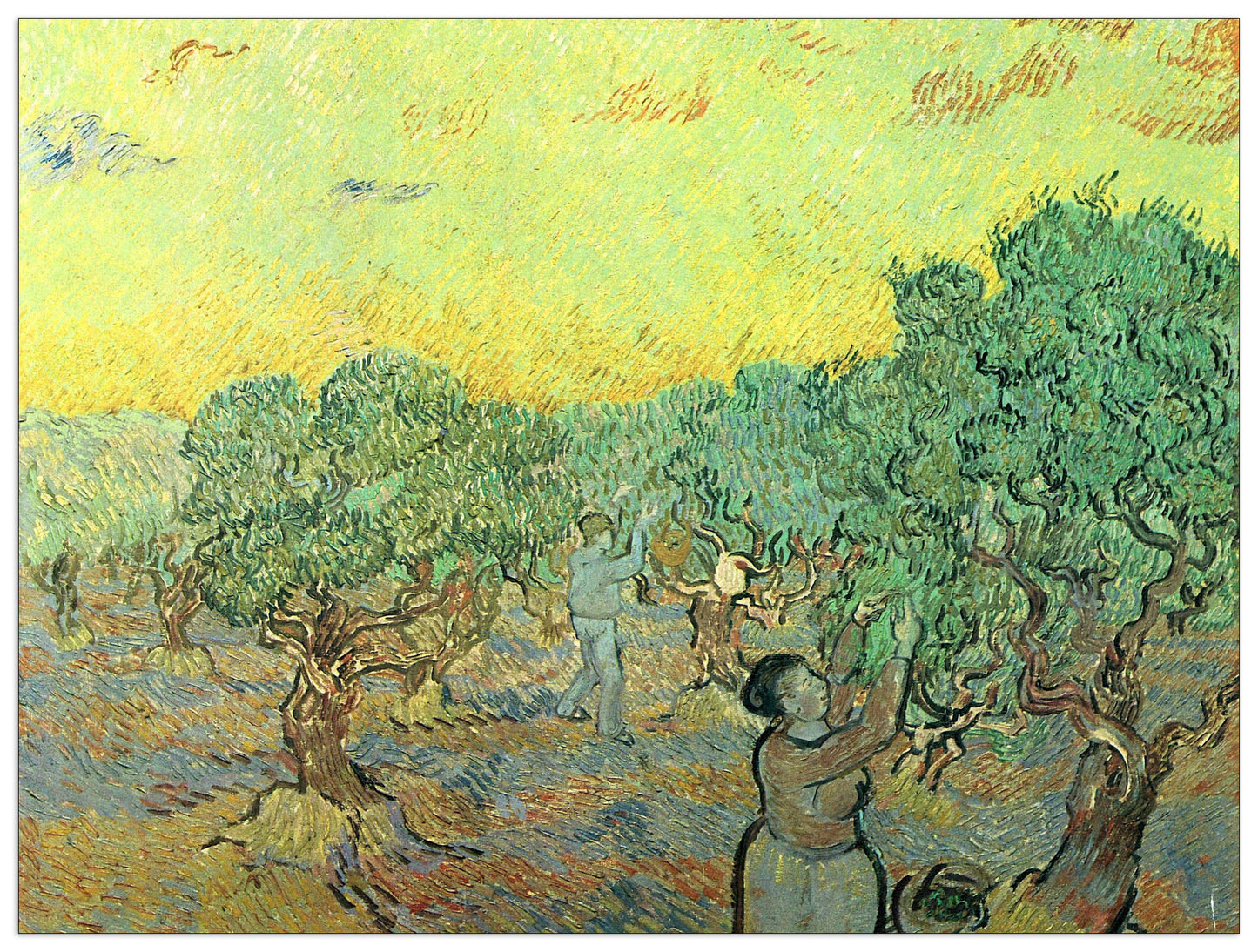 Olive pickers in a grove cm 120x90
