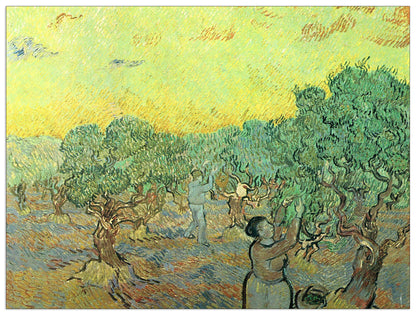 Olive pickers in a grove cm 120x90