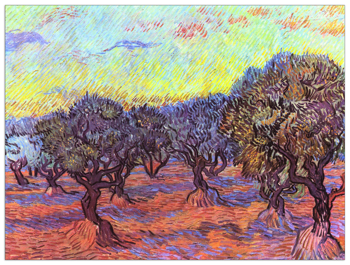Olive Trees II cm 120x90