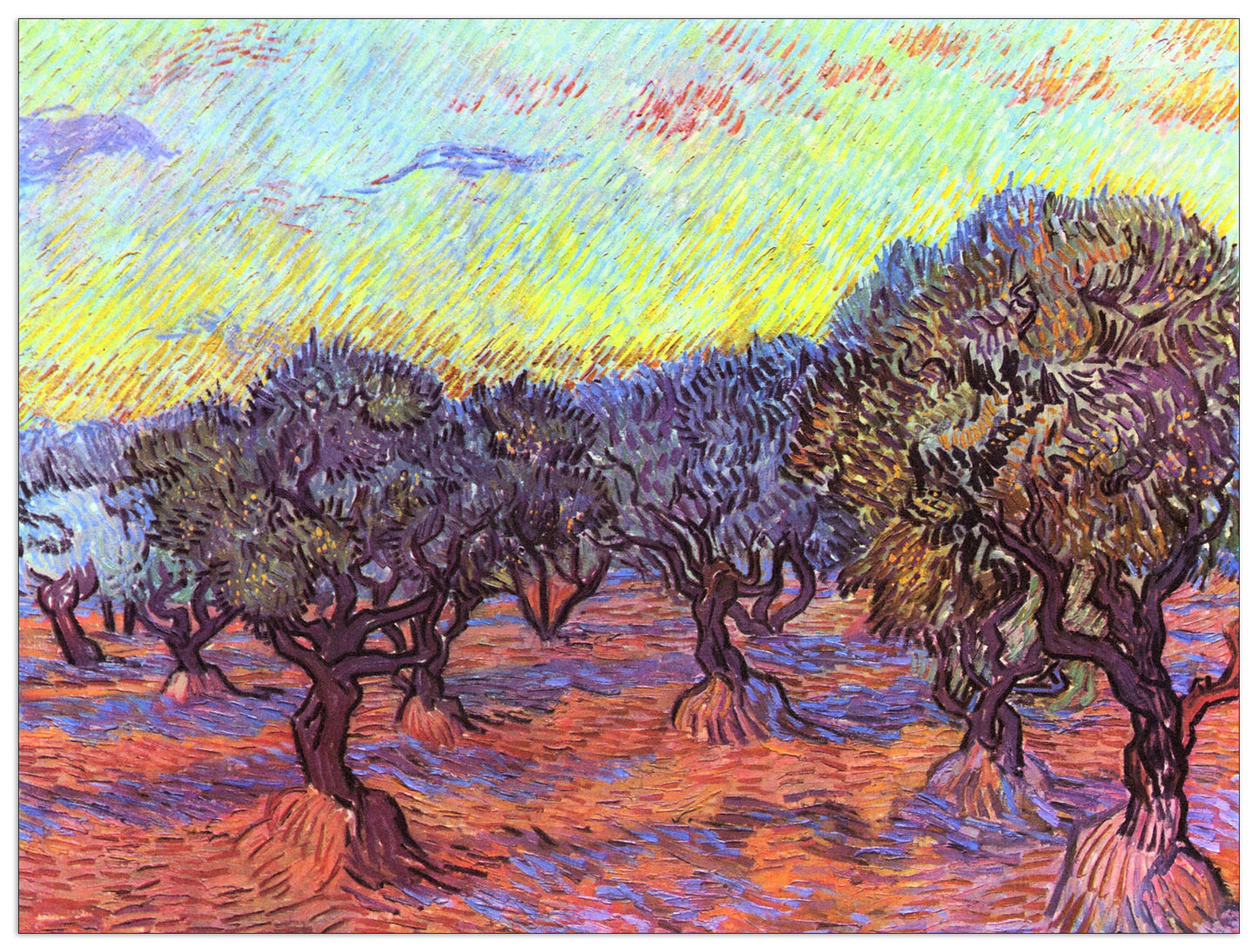 Olive Trees II cm 80x60